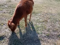 Bovinos (lote, sexo no especificado), Ganado vacuno — foto 4