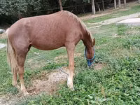 فرس, French Trotter — الصورة 2