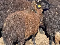 Schafe (Partie, Geschlecht nicht angegeben), Karachay sheep — Foto 5