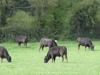 Bulle, Wagyu — Foto 2