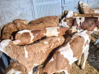 公牛, Cattle — 照片 6