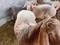 Qoʻy, Arashan sheep — 3-rasm
