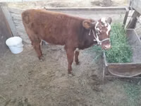 Kuh, Latvian Blue cattle — Foto 2