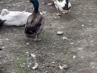 Ducks — Foto 6