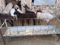Widder, Arashan sheep — Foto 2