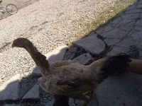 Chickens — Foto 2