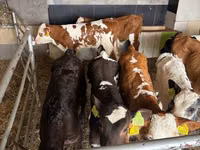 Cattle (batch, sex not specified), Simmental cattle — photo 6