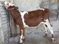 Bulle, Simmental cattle — Foto 4