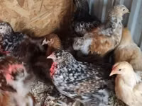 Brahma — Foto 1