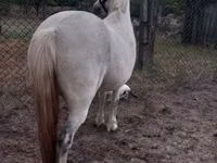 Mare, Falabella — photo 3