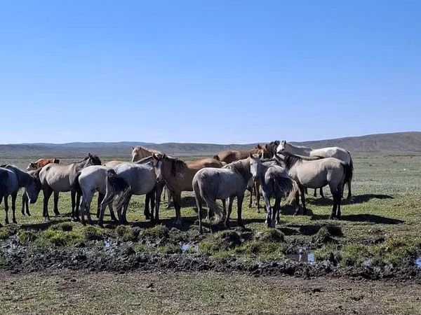 Stute, Mugalzhar horse — Kasachstan