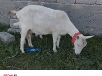 Ziege, Nubian Goat — Foto 3
