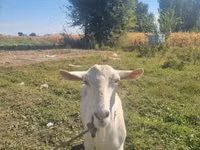 عنزة, Saanen goat — الصورة 1