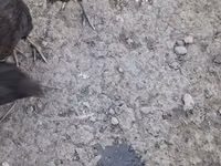 Chickens — Foto 6