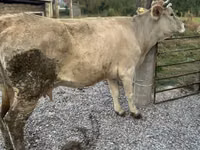 Kuh, Simmental cattle — Foto 1