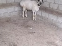 كبش, Edilbay sheep — الصورة 3