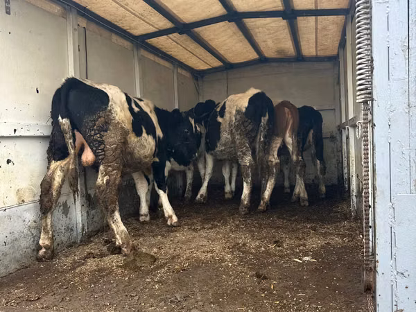 Sigir, Russian Black pied cattle