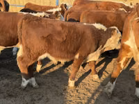 Bulle, Kasachische Weißkopfkuh — Foto 3