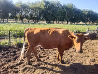 母牛, Simmental cattle — 照片 4
