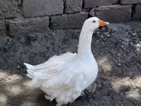 Geese — 2-rasm