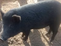 Schweine (Partie, Geschlecht nicht angegeben) — Foto 2