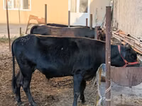 ІҚМ (топ, жынысы көрсетілмеген), Ірі қара — 5-сурет