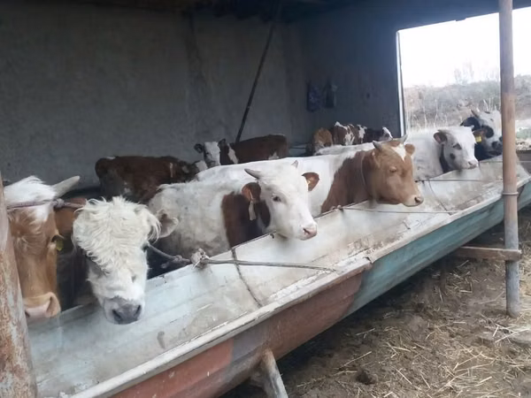 Rinder (Partie, Geschlecht nicht angegeben), Simmental cattle — Usbekistan