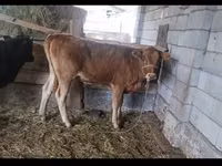 गाय, मवेशी — फ़ोटो 2