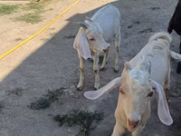 تيس, Nubian Goat — الصورة 6