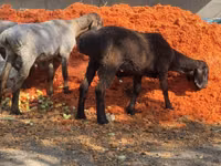 公羊, Sheep — 照片 1