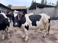Cow, Holstein breed — photo 3