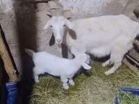 Ziege, Alpine goat — Foto 2