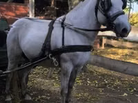 Caballo, Caballos — foto 3