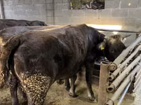 母牛, Cattle — 照片 4