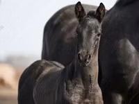 Caballo, Trakehner — foto 3