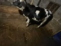 母牛, Russian Black pied cattle — 照片 2