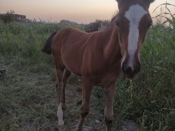 Stute, Akhal-Teke
