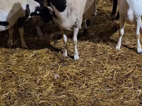 公羊, Dorper sheep — 照片 3