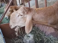Widder, Arashan sheep — Foto 1