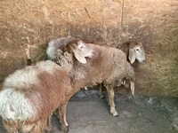 Widder, Hissar sheep — Foto 4
