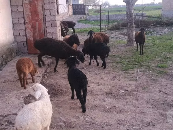 Schafe (Partie, Geschlecht nicht angegeben), Hissar sheep — Usbekistan
