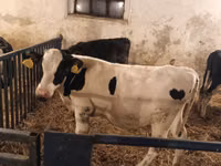 Toro, Russian Black pied cattle — foto 3