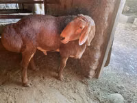 Carnero, Arashan sheep — foto 5
