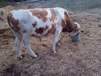 公牛, Charolais cattle — 照片 4