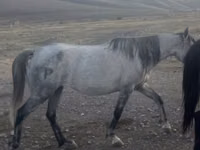 Ат, Казак аты — сүрөт 3