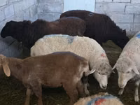 Schafe (Partie, Geschlecht nicht angegeben), Schafe — Foto 2