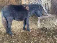 Mare, Shetland Pony — photo 3