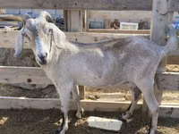 Ziege, Saanen goat — Foto 2