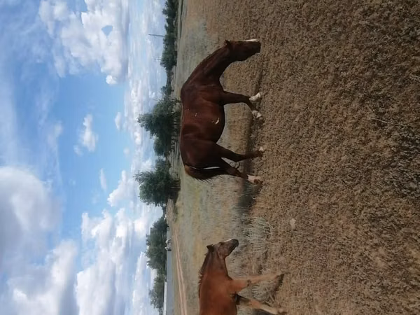 Stute, Pferde — Kasachstan