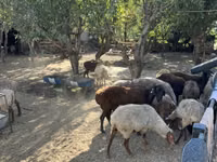 Oveja, Rhon sheep — foto 5